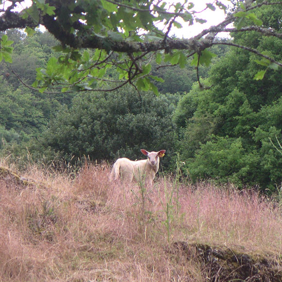 Paysage-div-(47)_NR-pc