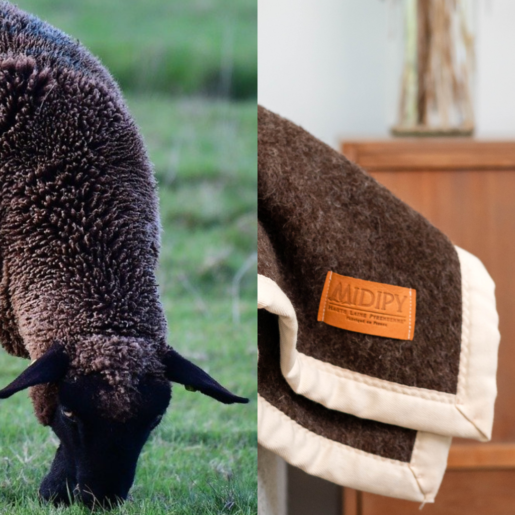 Black wool and a sheep